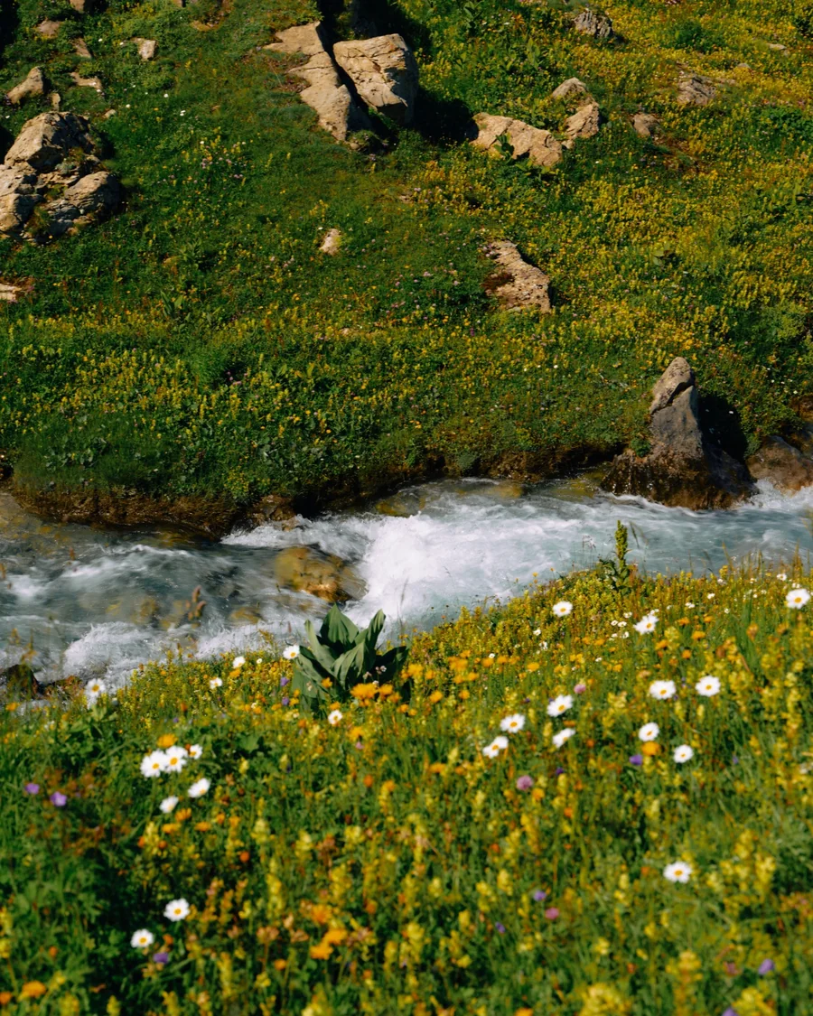 Blühende Almwiese mit einem Bach